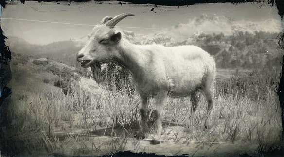 アルパイン種のヤギの画像