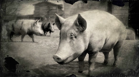バークシャー種の豚の画像
