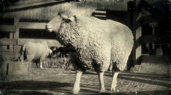 メリノ種の羊の画像