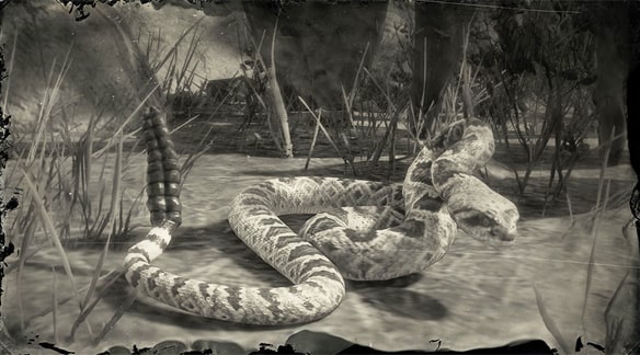 ダイヤガラガラヘビの画像
