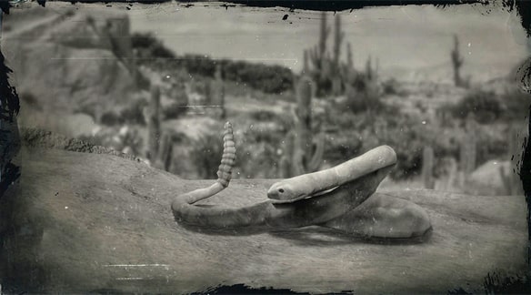 クロオガラガラヘビの画像