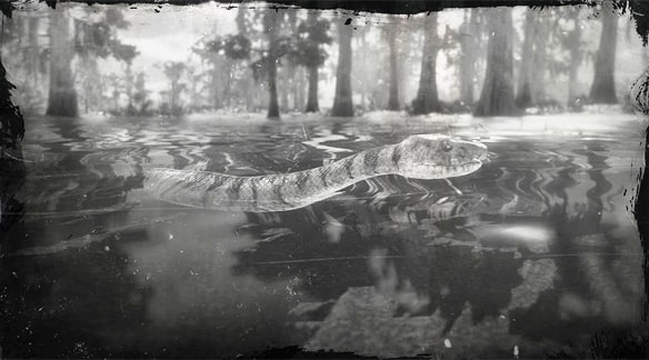 ミッドランド水ヘビの画像
