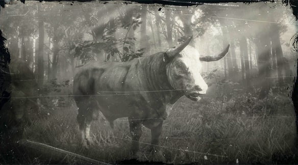 ヘレフォード種の雄牛の画像