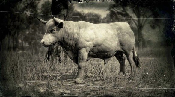 デボン種の去勢牛の画像