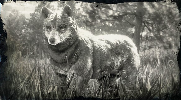 シンリンオオカミの画像