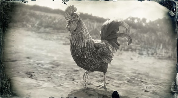 ドミニーク種の雄鶏の画像