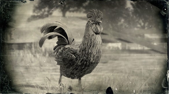 ジャワ種の雄鶏の画像