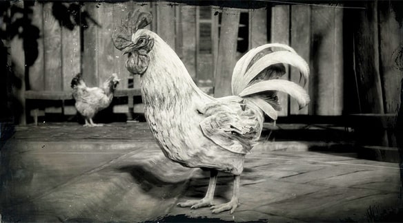 レグホン種の雄鶏の画像